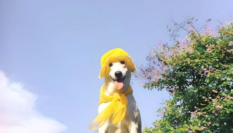 ảnh nền con chó đẹp cực đại