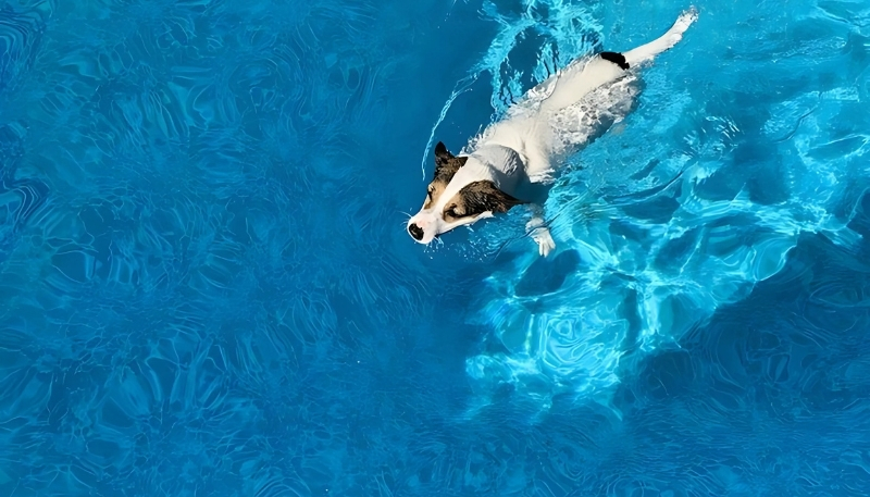 ảnh nền con chó đẹp cool ngầu