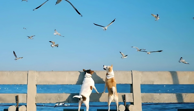 ảnh nền con chó đẹp và ngoan