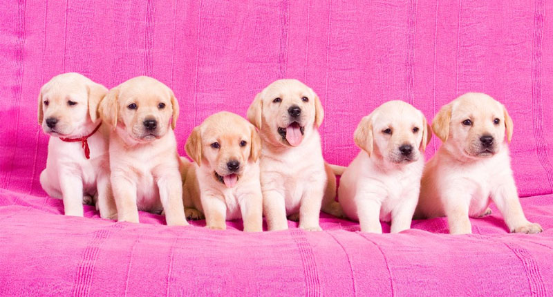 Hình nền cute màu hồng tạo cảm giác thoải mái