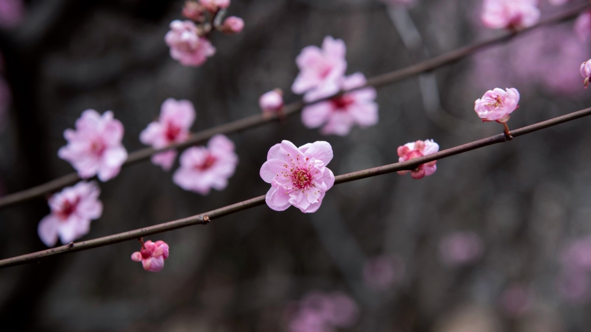 Hình nền 1920x1080 rực rỡ