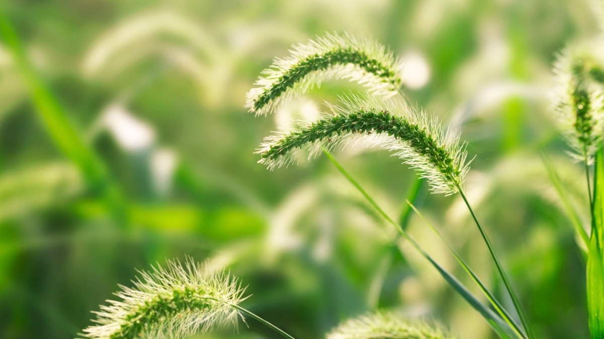 Hình nền 1920x1080 lộng lẫy