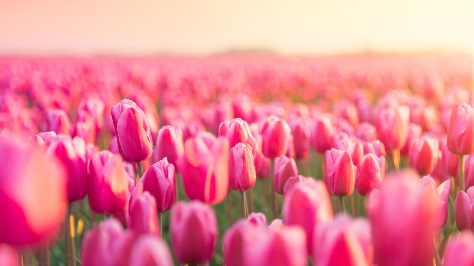 Hình nền máy tính hoa tulip tĩnh lặng