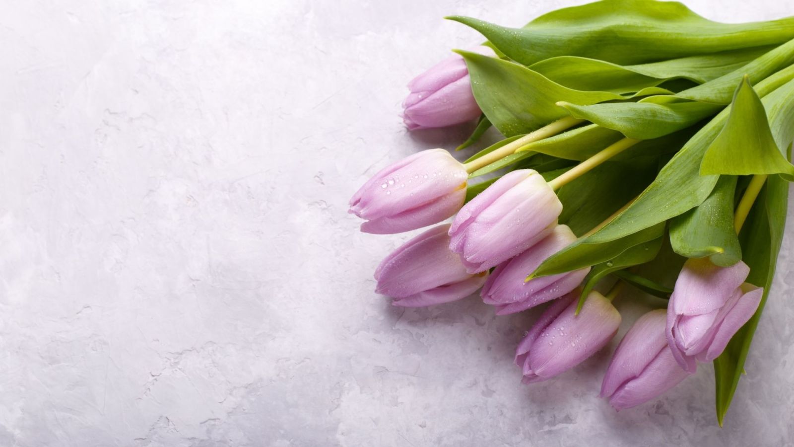 Hình nền máy tính hoa tulip