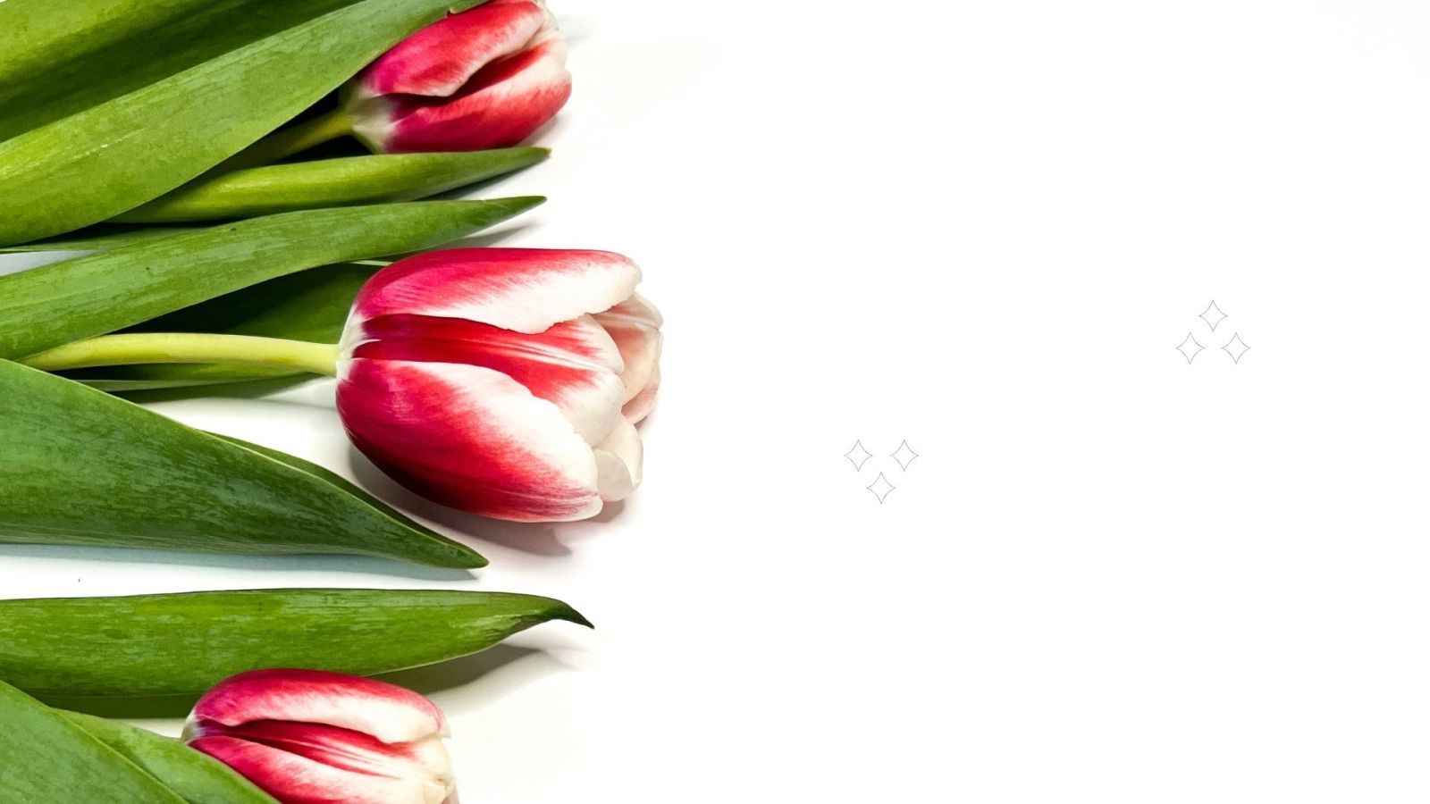 Hình nền máy tính hoa tulip màu pastel chill