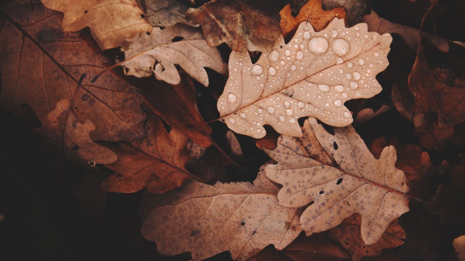 Hình nền nghệ thuật trừu tượng yên bình