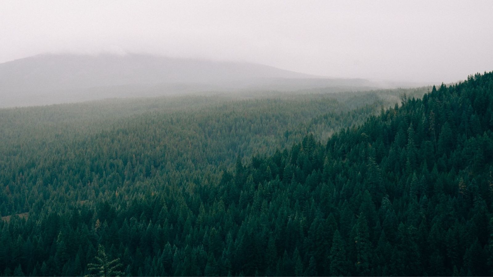 Nền thiên nhiên hòa bình và bình yên