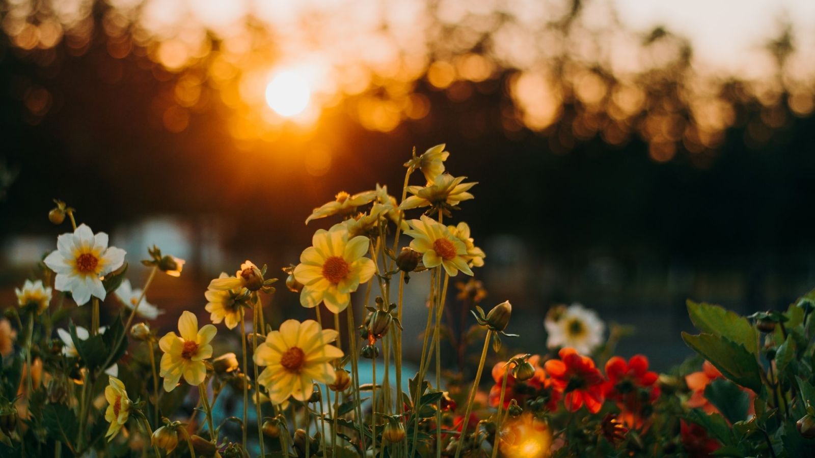 Hình nền chill mùa xuân