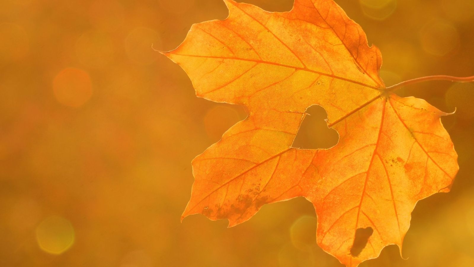 Hình nền chill mùa thu ấm áp