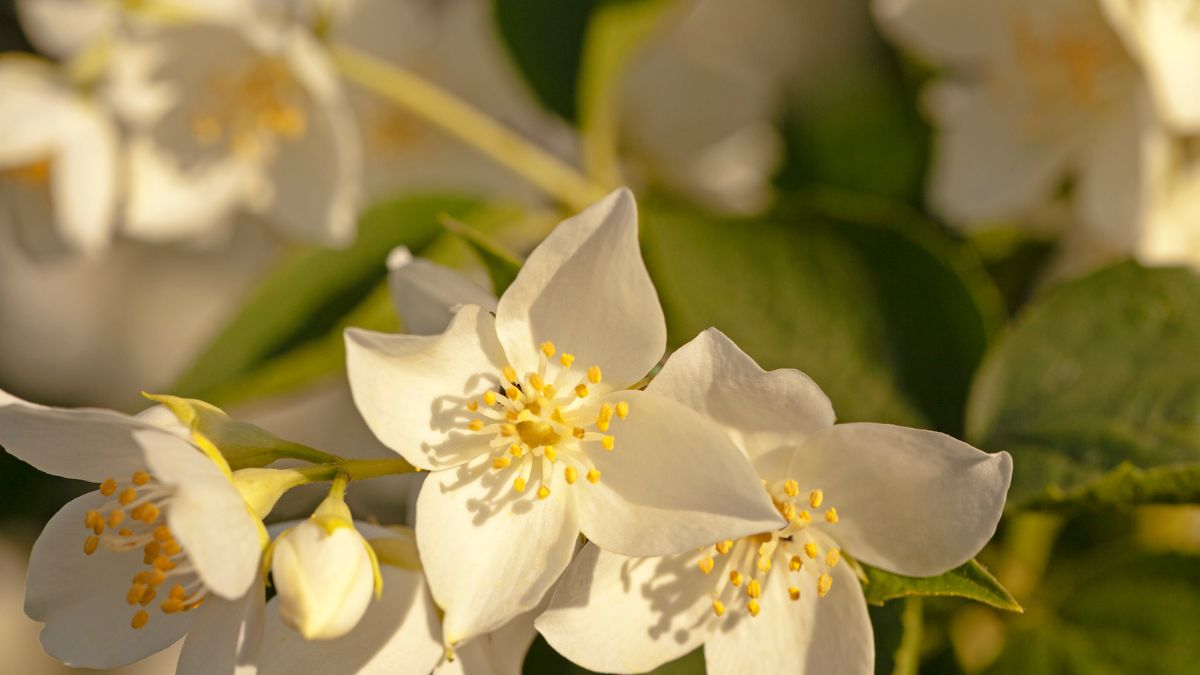 Ý nghĩa của hình nền hoa Nhài