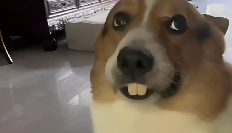 Hình nền hài hước cho máy tính cực ngầu