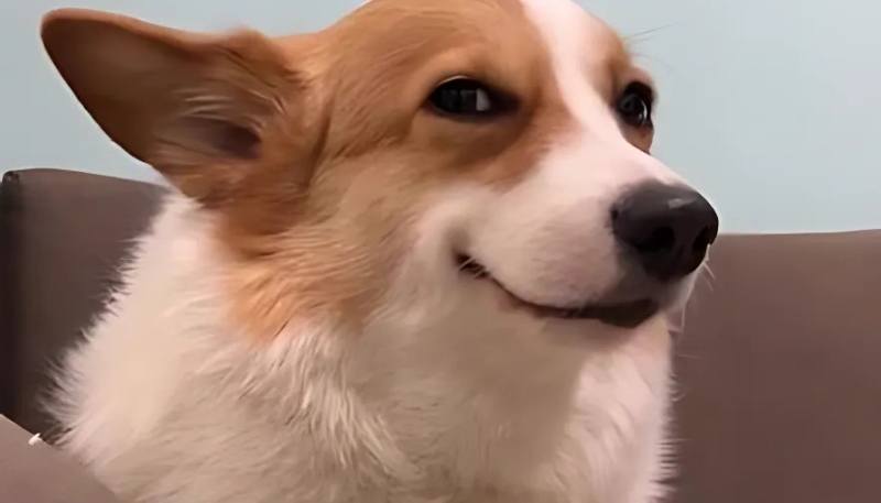 Hình nền hài hước cho máy tính yêu thích