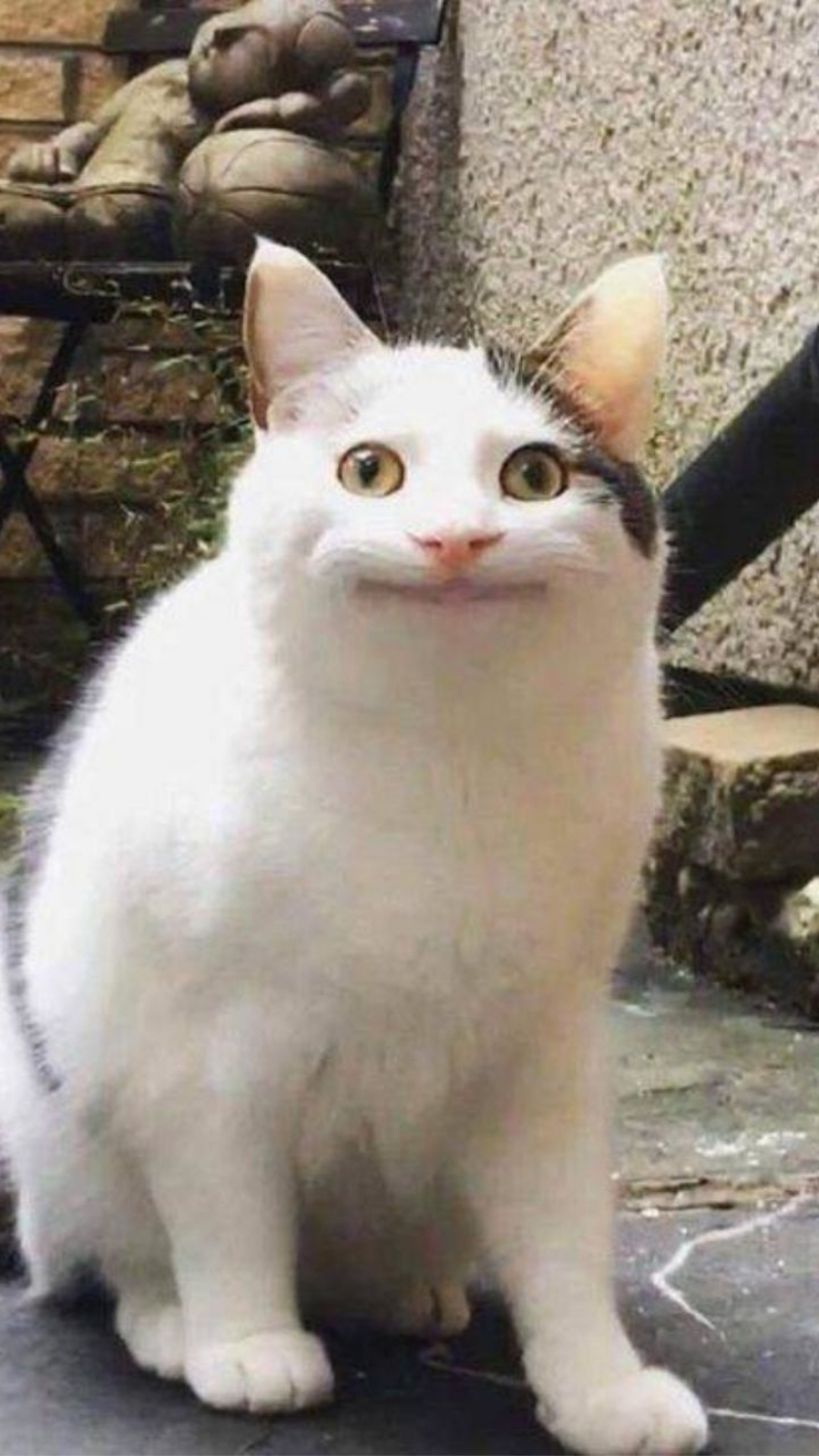 Hình nền vui nhộn cho điện thoại