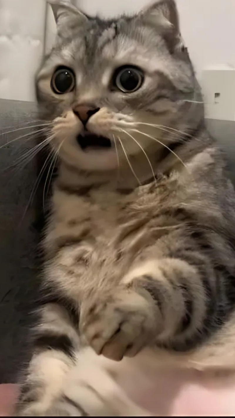 Hình nền hài hước đẹp cho điện thoại