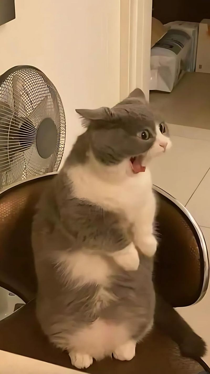 Hình nền hài hước độc đáo cho điện thoại