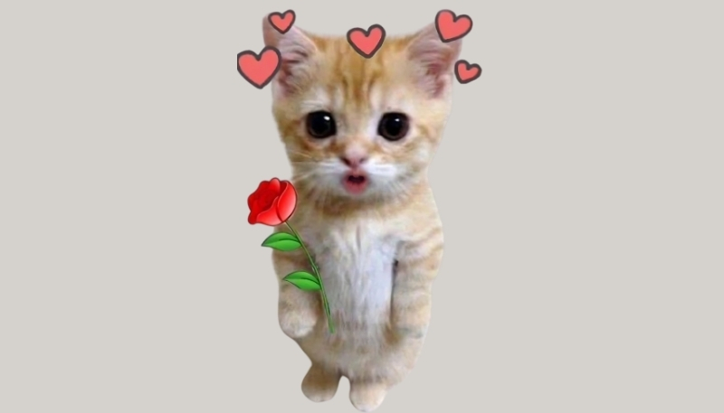 Hình nền meme cho máy tính, ảnh chế hot