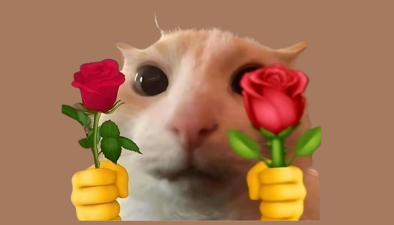 Tải hình nền meme hài, ảnh chế viral