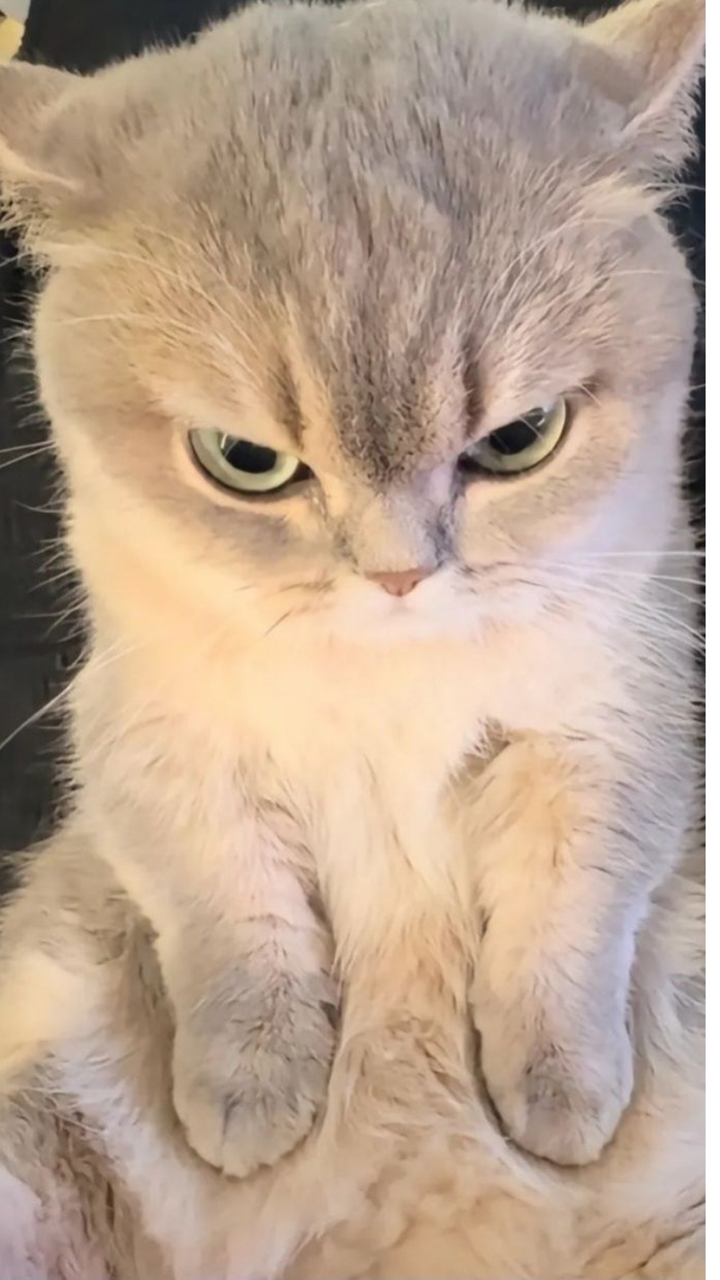 Hình nền hài hước với động vật dễ thương