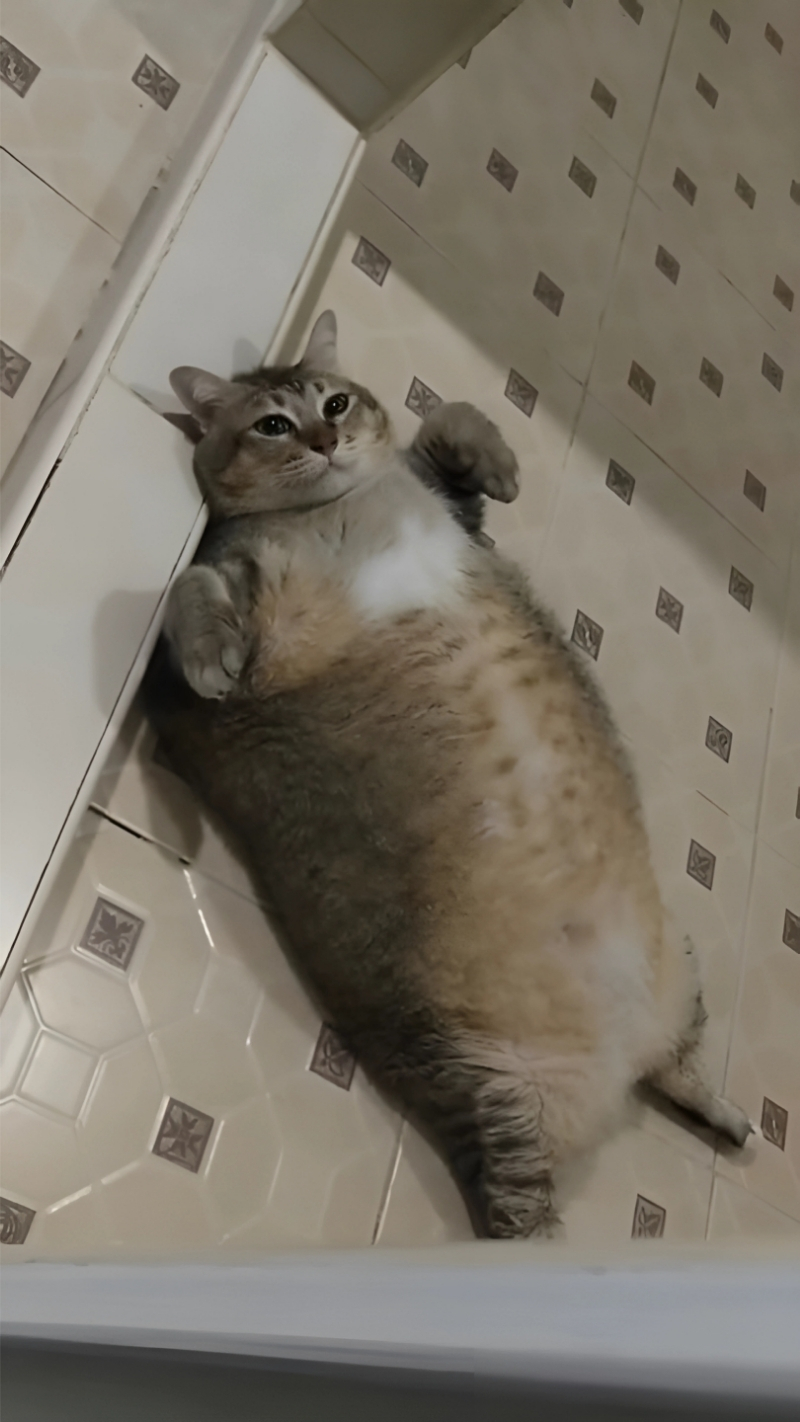 Hình nền động vật hài hước dễ thương cho laptop