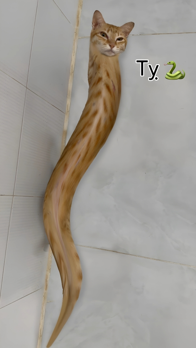 Bộ sưu tập hình nền hài hước cute về động vật