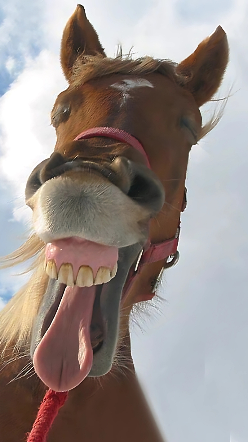 Hình nền động vật hài hước, cute cho máy tính