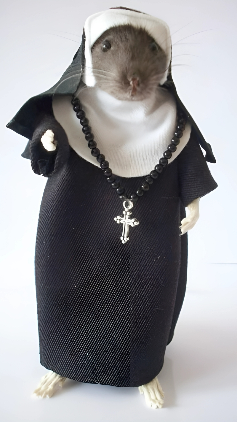 Hình nền động vật siêu dễ thương, hài hước