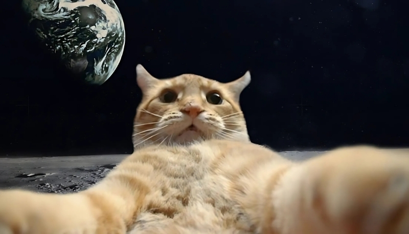 Hình nền cực hài cho laptop