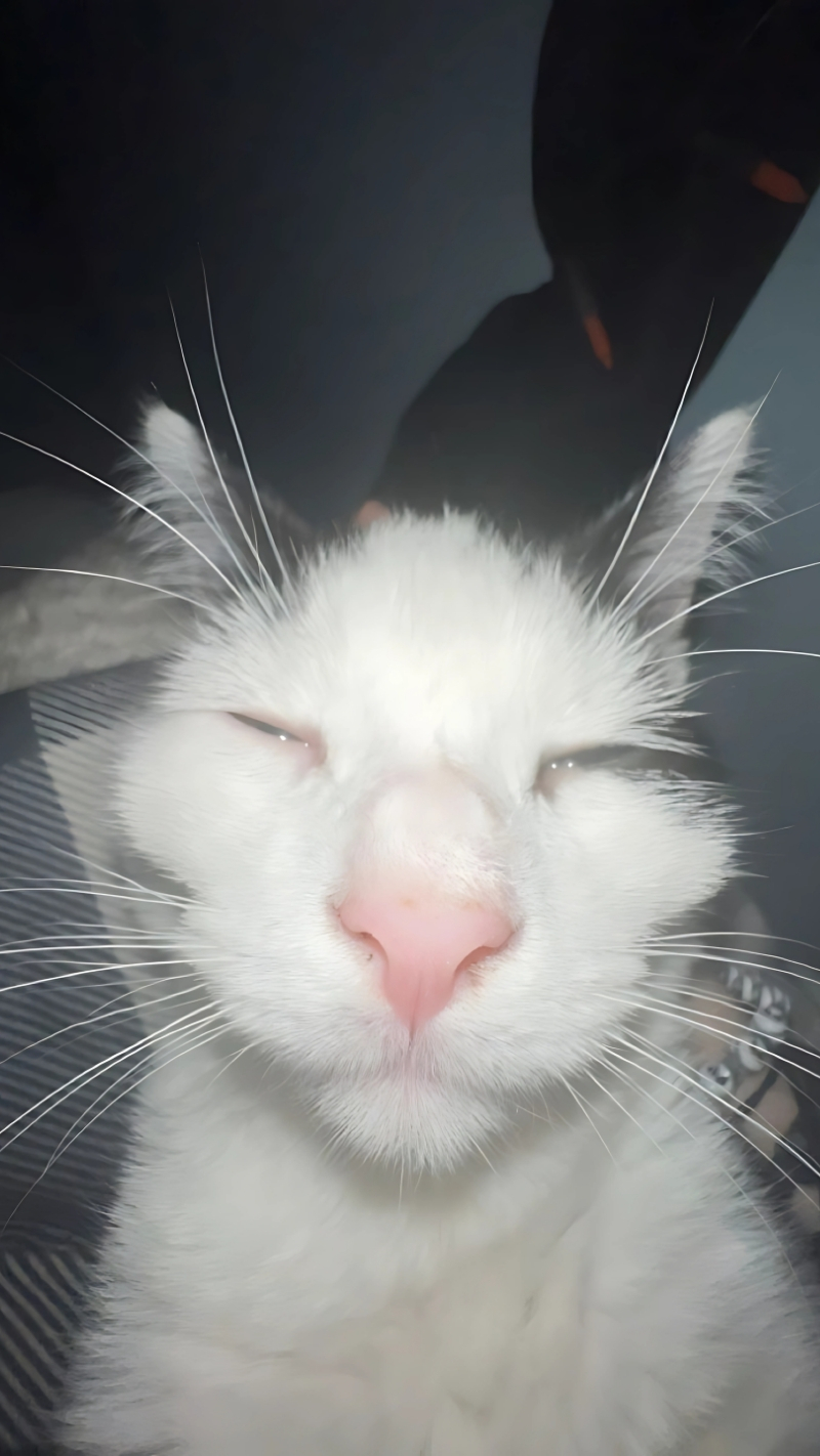 Hình nền hài hước với các loài động vật cute