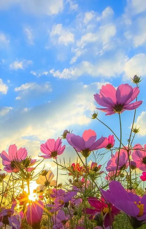 Hình nền điện thoại tài lộc cho người mệnh Mộc