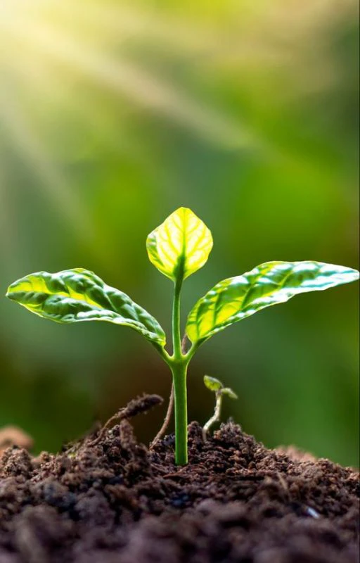 Hình nền iPhone may mắn cho người mệnh Thổ