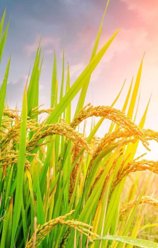 Hình nền Android may mắn cho người mệnh Thổ