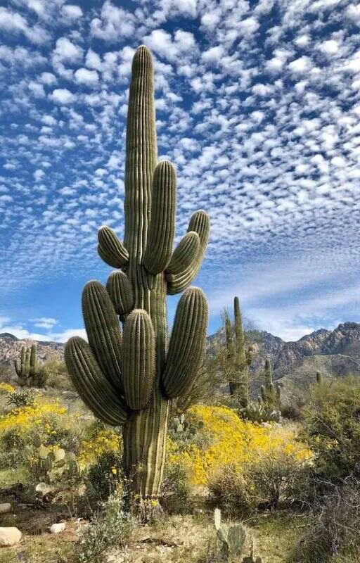 Hình nền di động may mắn cho người mệnh Thổ