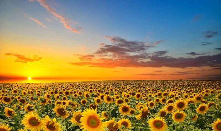 Hình nền máy tính cầu may cho người mệnh Thổ