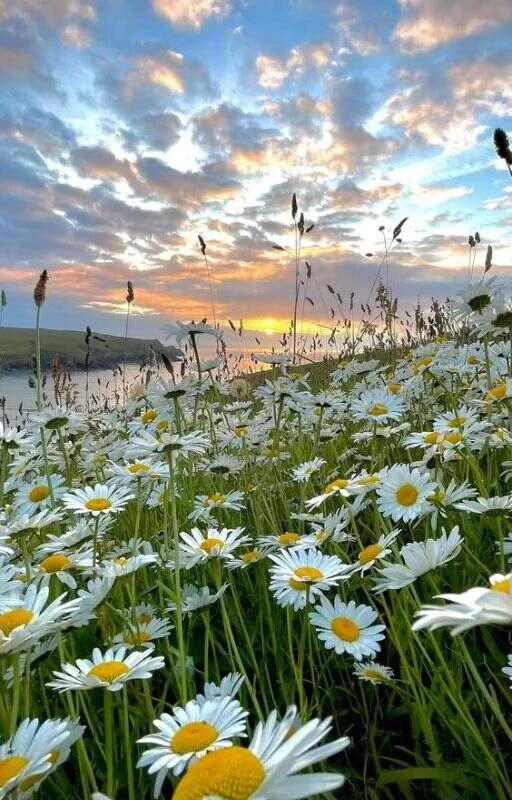 Hình nền điện thoại cầu may cho người mệnh Mộc