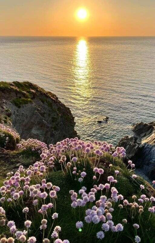 Hình nền điện thoại cho người mệnh Mộc