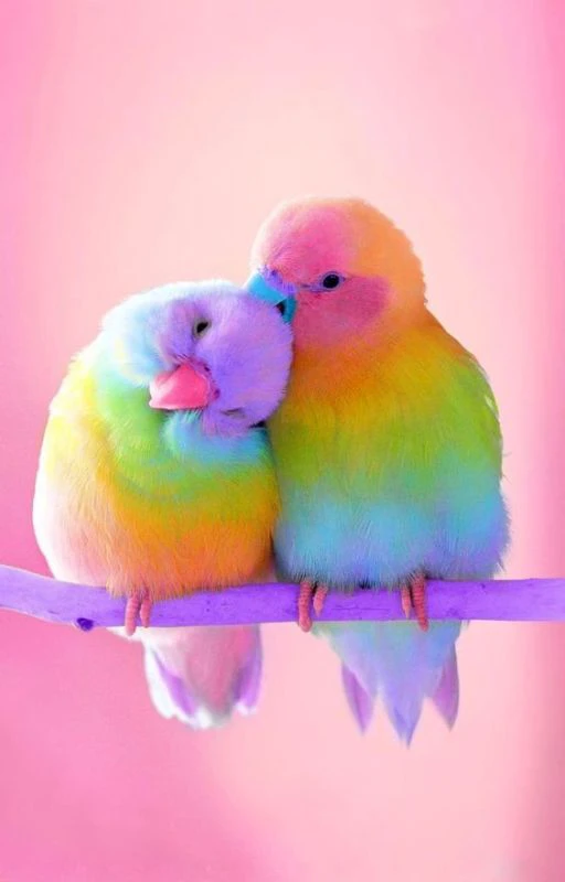 Hình nền may mắn trong tình yêu cho smartphone