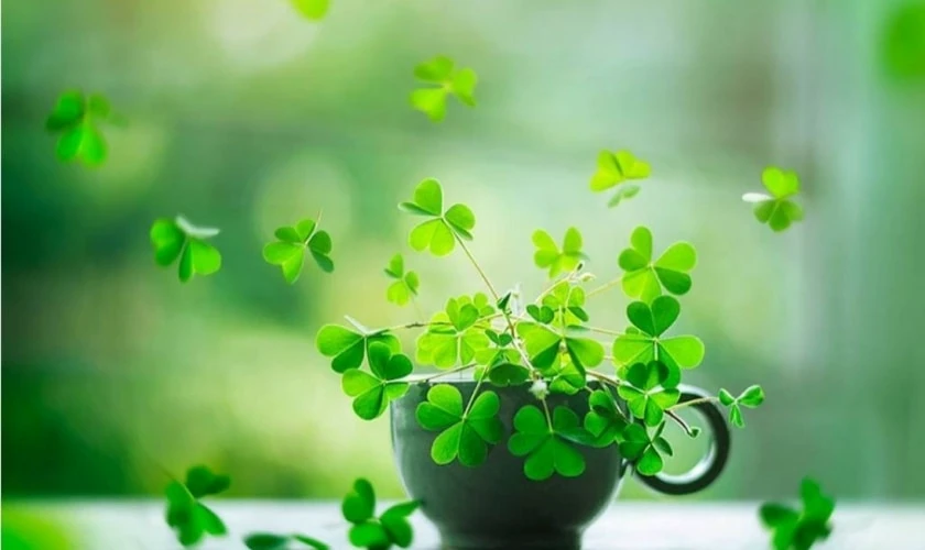 Wallpaper đem lại may mắn trong thi cử cho laptop