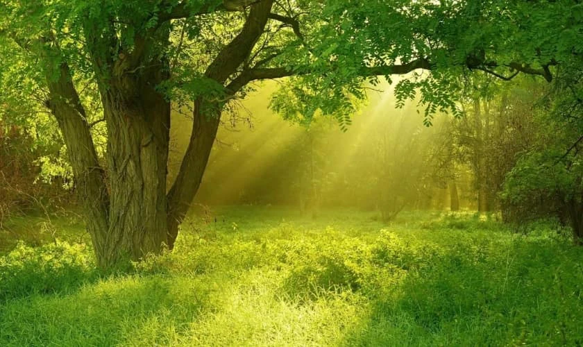 Hình nền PC may mắn cho người mệnh Mộc