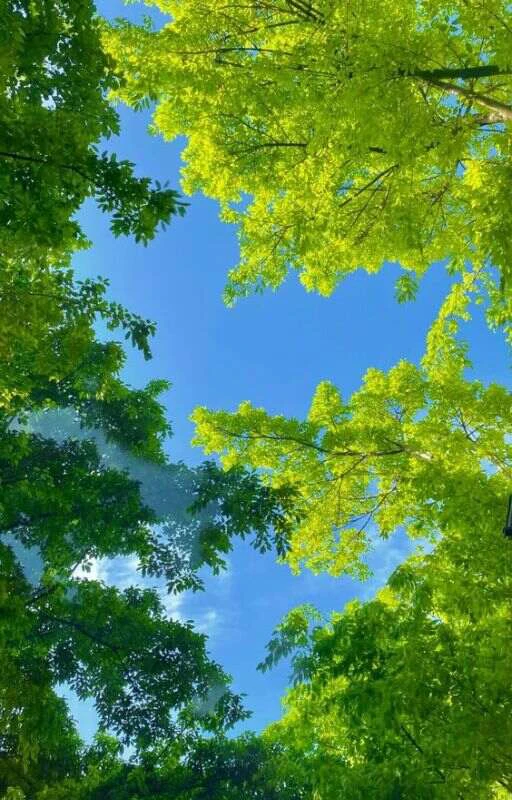 200+ hình nền may mắn cho mệnh Kim, Mộc, Thuỷ, Hoả, Thổ