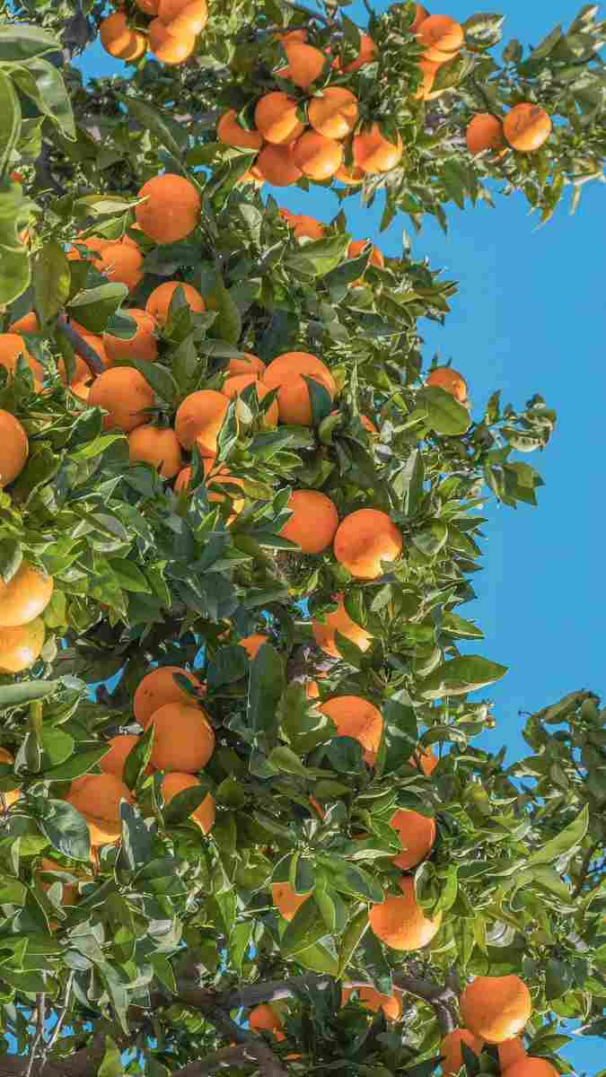 Ảnh nền vườn cam