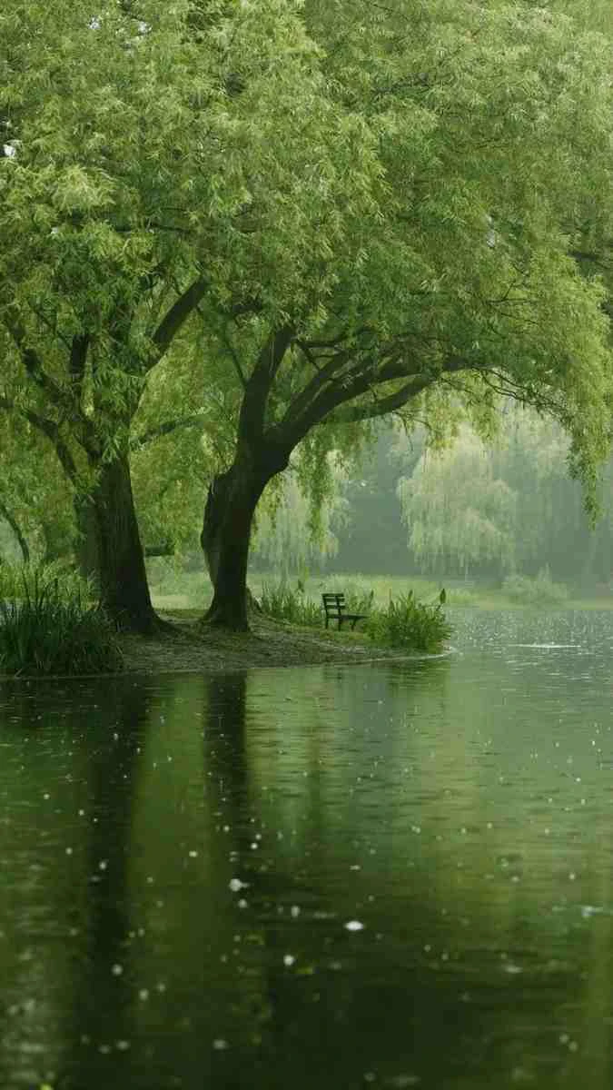 Hồ nước giữa rừng tạo nên không gian tĩnh lặng