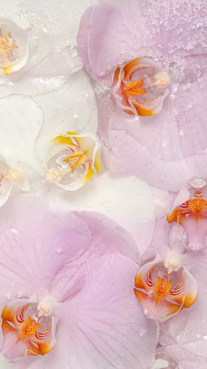 Những cánh hoa màu tím nhạt