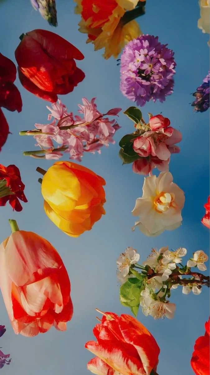 Những đóa hoa đầy màu sắc