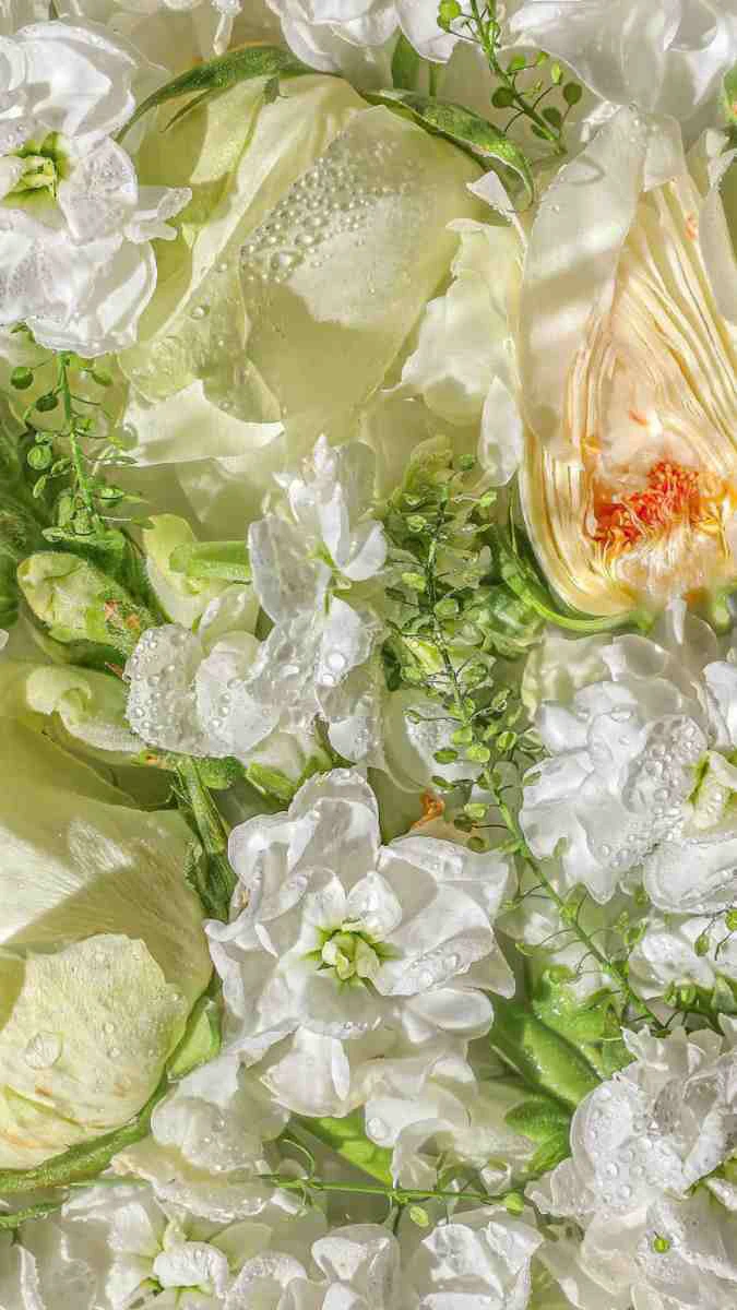 Hình nền iPhone 15 hoa hồng