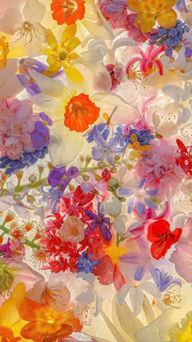 Hình nền iPhone 15 nhiều loài hoa