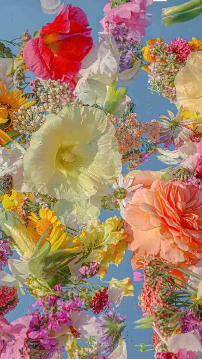 Vườn hoa rực rỡ giữa nắng