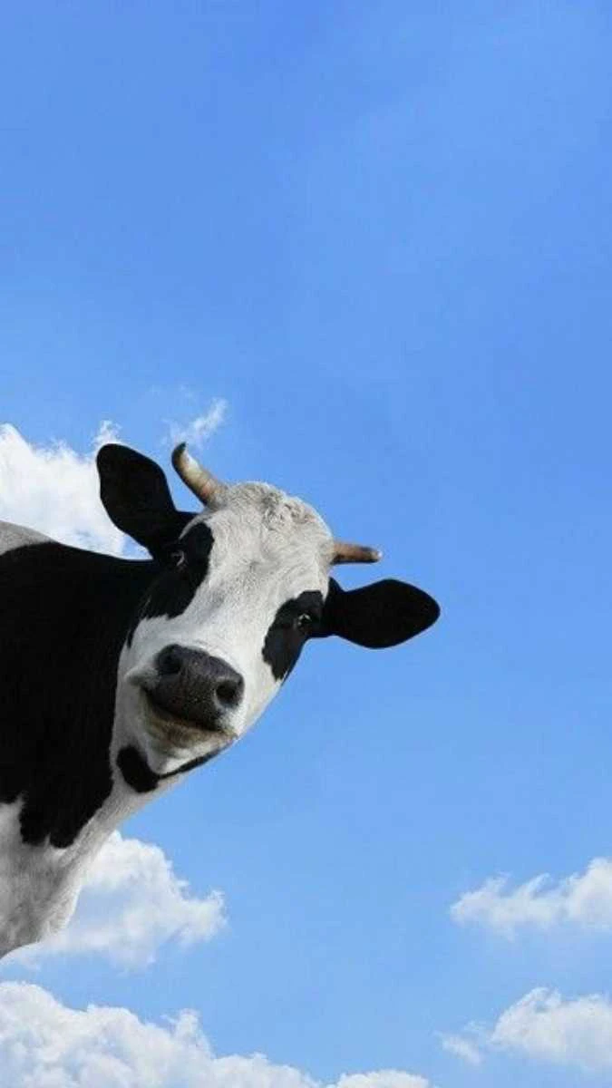 Hình nền chú bò sữa