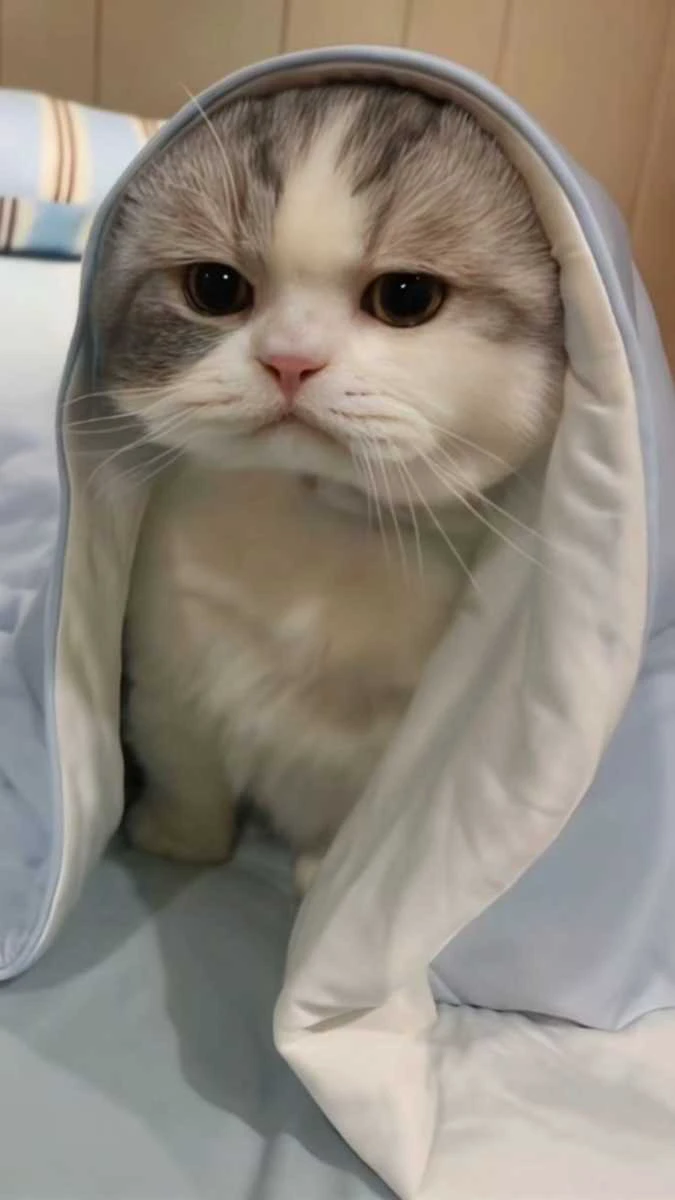 Chú mèo quấn chăn cute