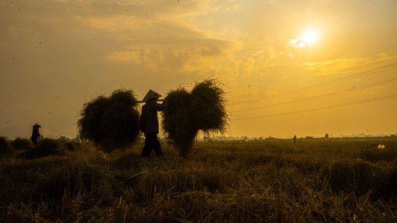 hinh-anh-binh-yen-lang-que-tinh-lang-11