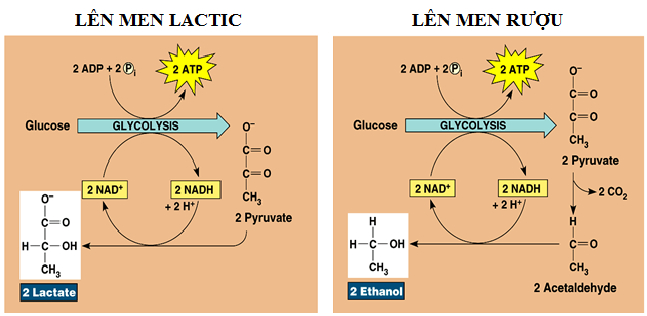 Phân giải kỵ khí trong quá trình hô hấp ở thực vật
